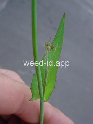 Cupid's-shaving-brush