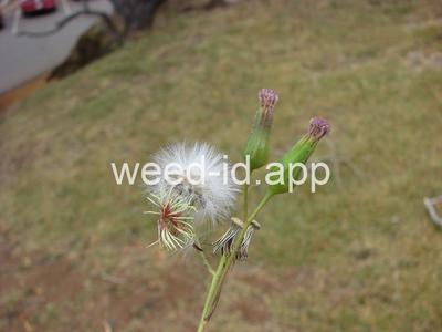 Cupid's-shaving-brush