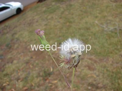 Cupid's-shaving-brush