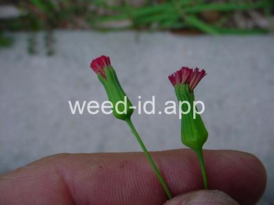 Cupid's-shaving-brush