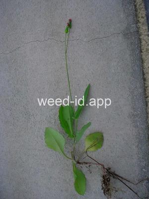 Cupid's-shaving-brush