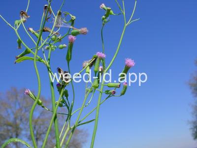 Cupid's-shaving-brush