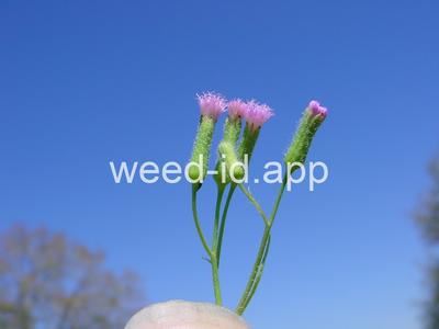 Cupid's-shaving-brush