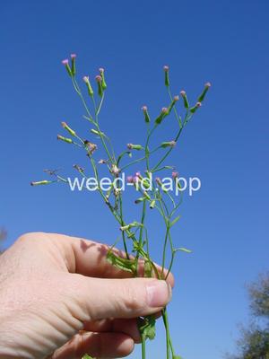 Cupid's-shaving-brush