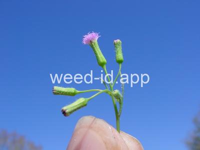 Cupid's-shaving-brush