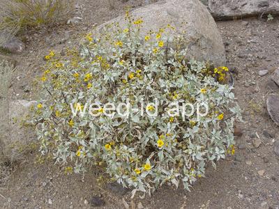 Encelia farinosa