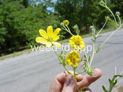 Engelmannia pinnatifida