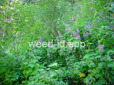 Epilobium angustifolium