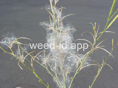 willowweed, panicle