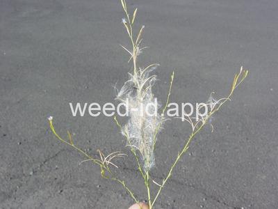 willowweed, panicle