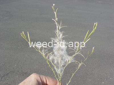 willowweed, panicle
