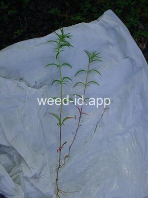 willowweed, panicle