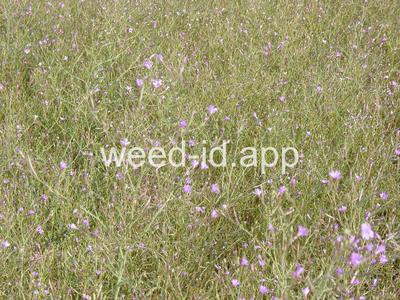 willowweed, panicle