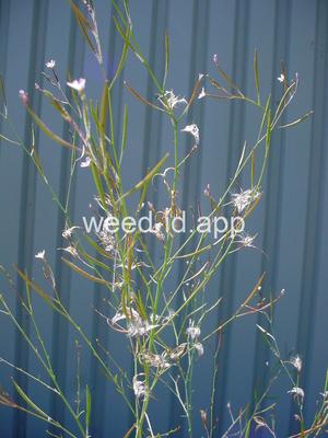 willowweed, panicle