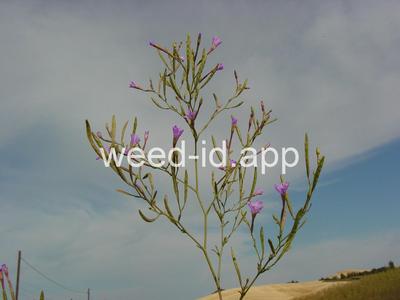 willowweed, panicle