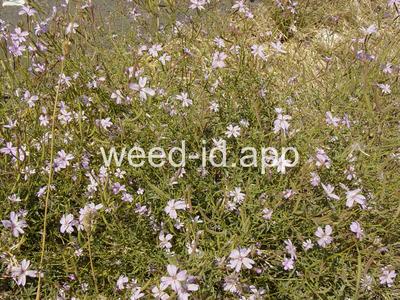 willowweed, panicle