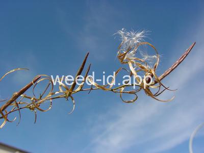 willowweed, panicle