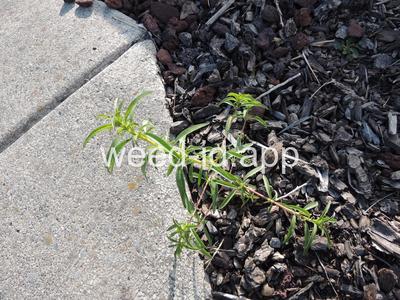 willowweed, panicle
