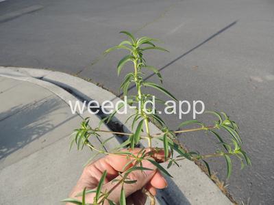willowweed, panicle