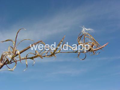 willowweed, panicle