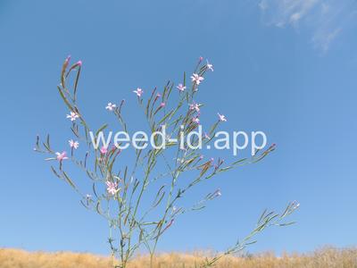 willowweed, panicle