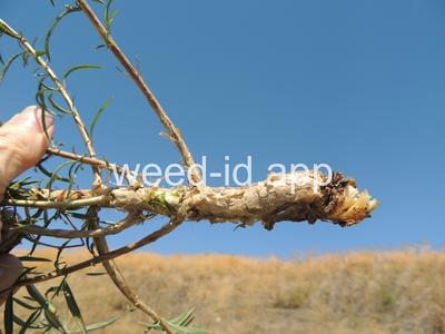willowweed, panicle
