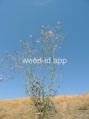 willowweed, panicle