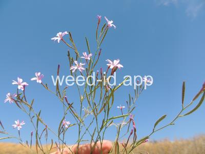 willowweed, panicle