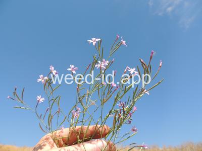 willowweed, panicle