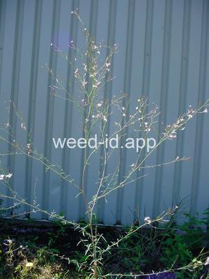 willowweed, panicle