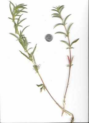 willowweed, panicle