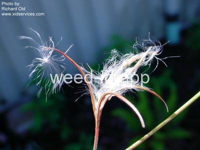 willowweed, panicle