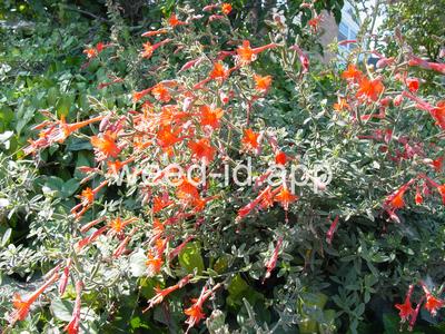 Epilobium canum