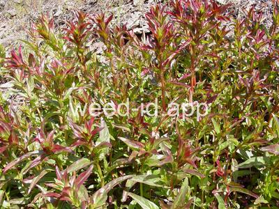 willowweed, American