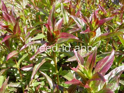 willowweed, American