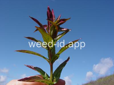 willowweed, American