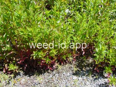 willowweed, American