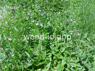 willowweed, American