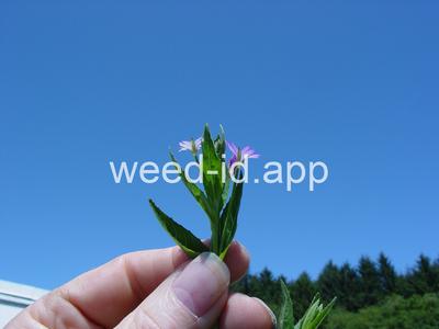 willowweed, American