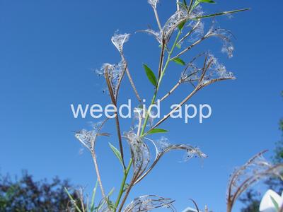 willowweed, American