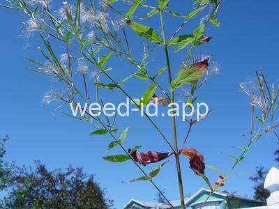 willowweed, American
