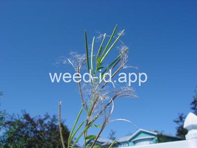 willowweed, American