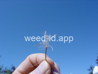 willowweed, American