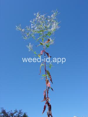willowweed, American