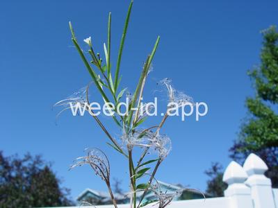 willowweed, American
