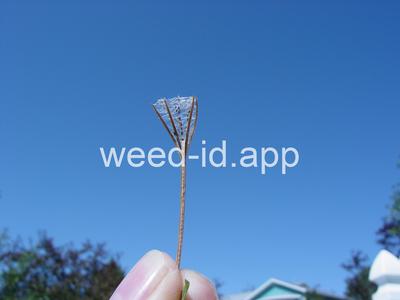 willowweed, American