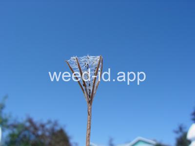 willowweed, American