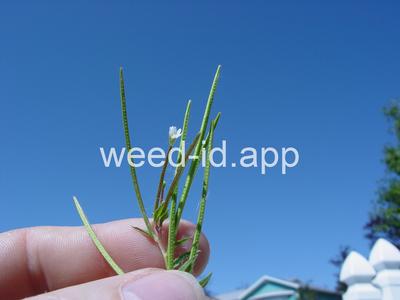 willowweed, American