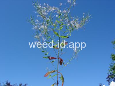 willowweed, American