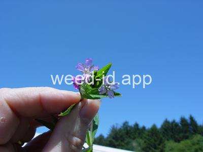 willowweed, American